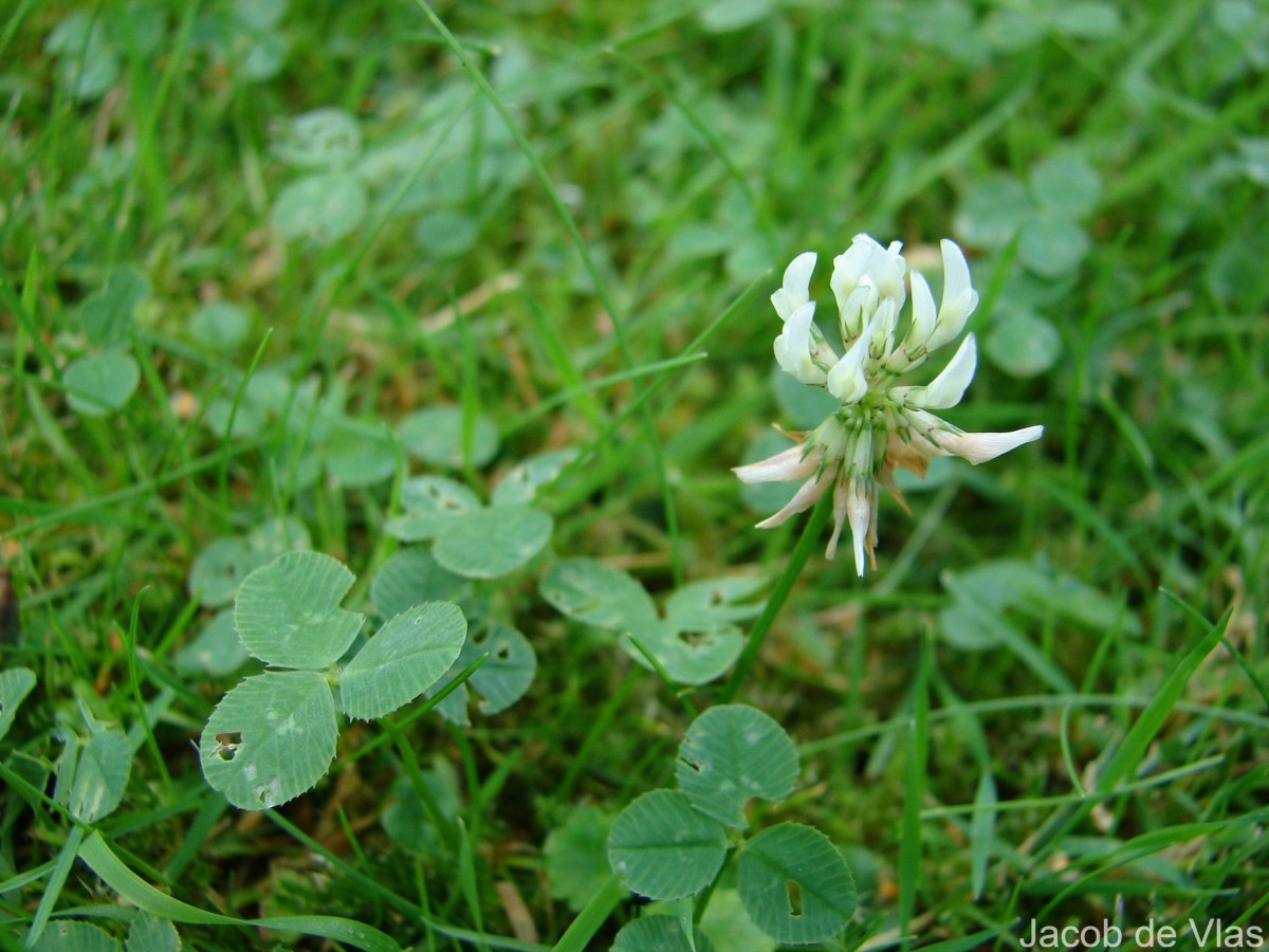 Trifolium repens L.